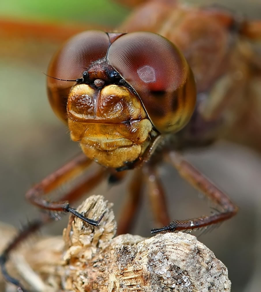 Insect Eyes - Detail