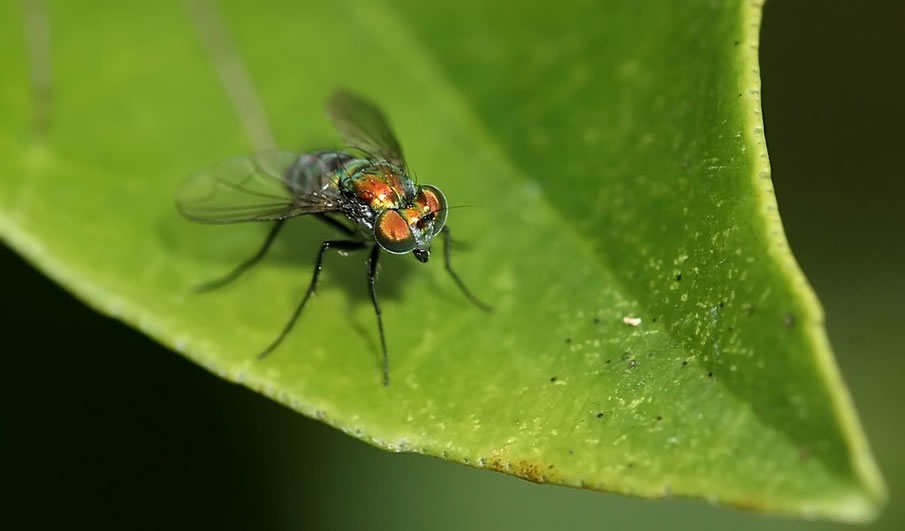 On a Leaf