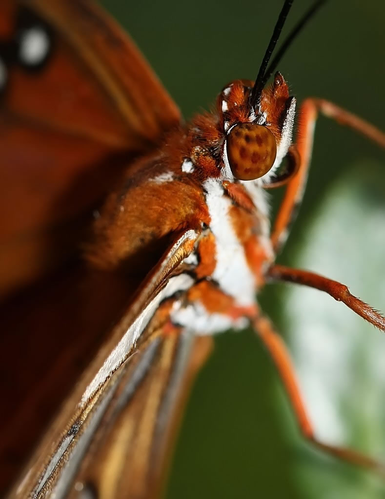Fluffy Moth
