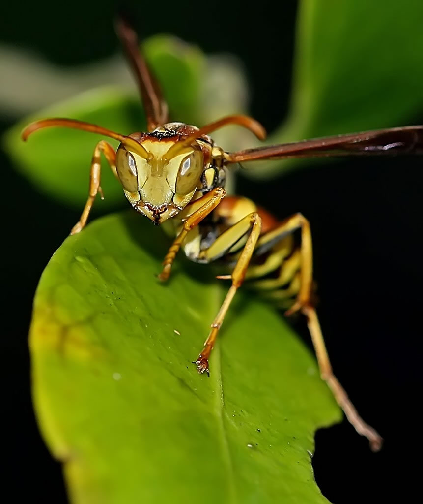 Wasp