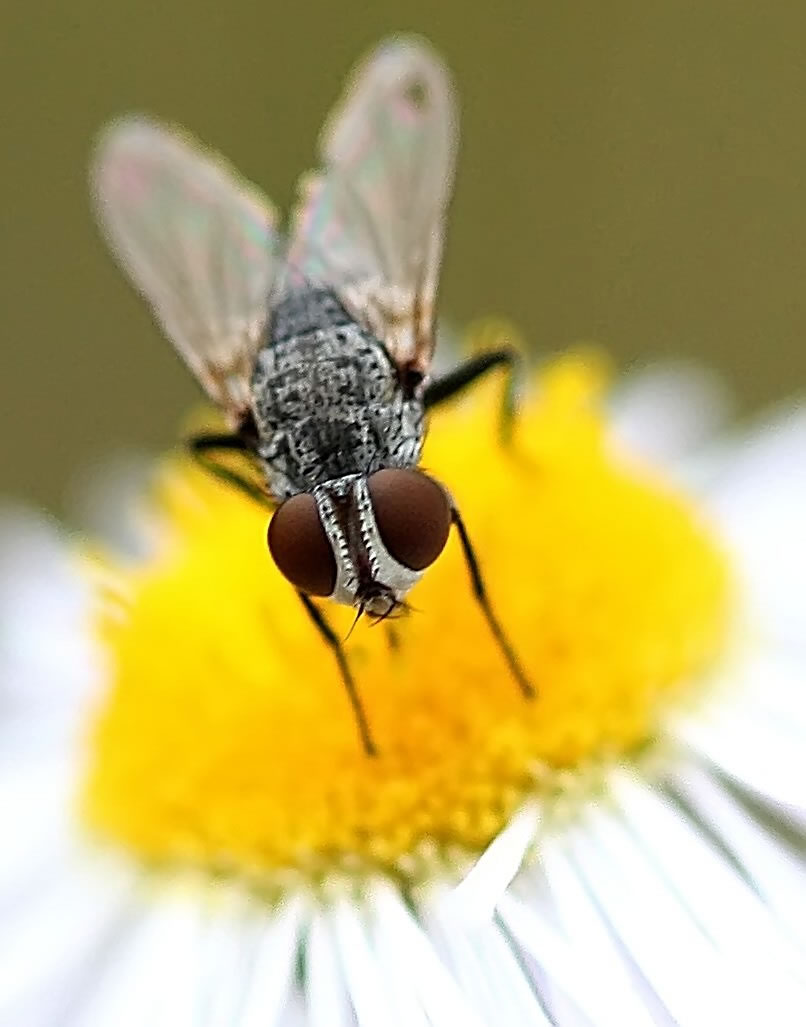 Macro Fly