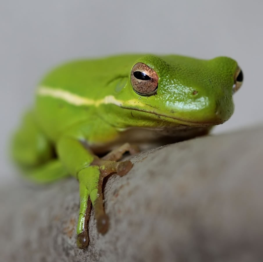 Green Little Frog