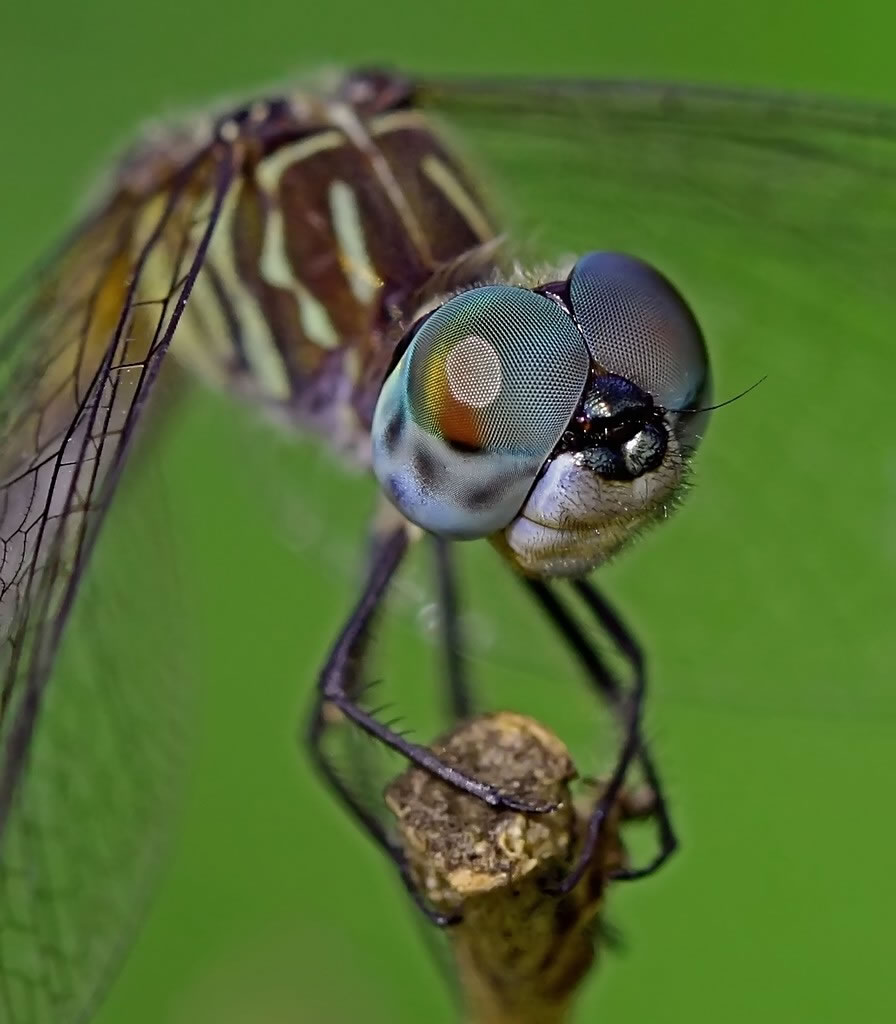 Dragon Fly Macro