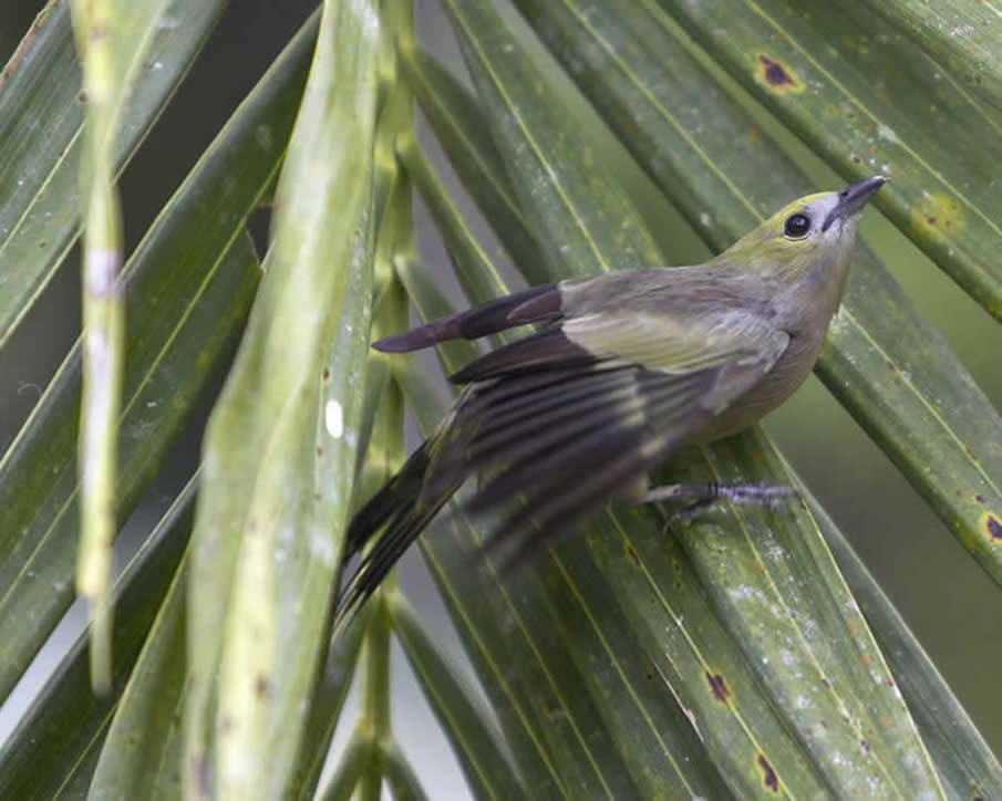Palm Tanager in the Amazon