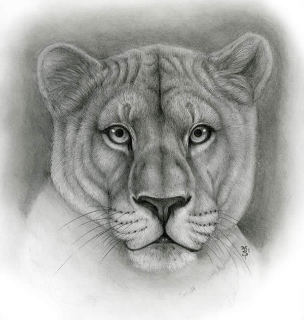 Lioness-Animal Symbolism