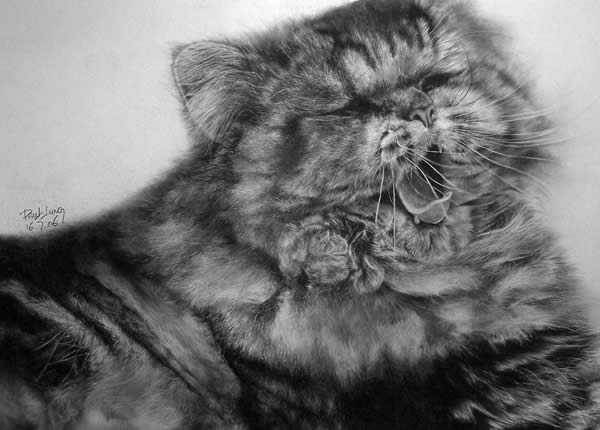 Mocha Yawning