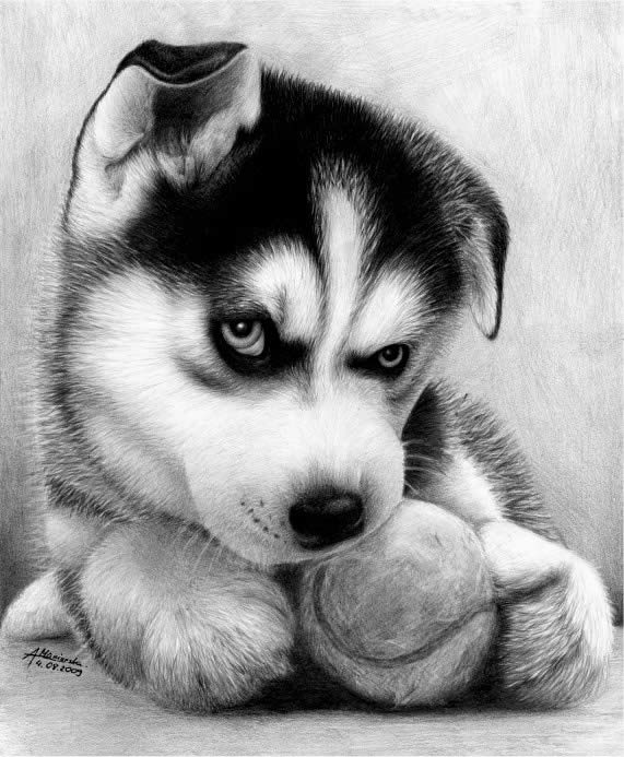 Husky Haski