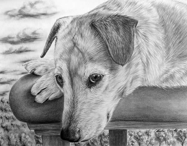Dog Portrait
