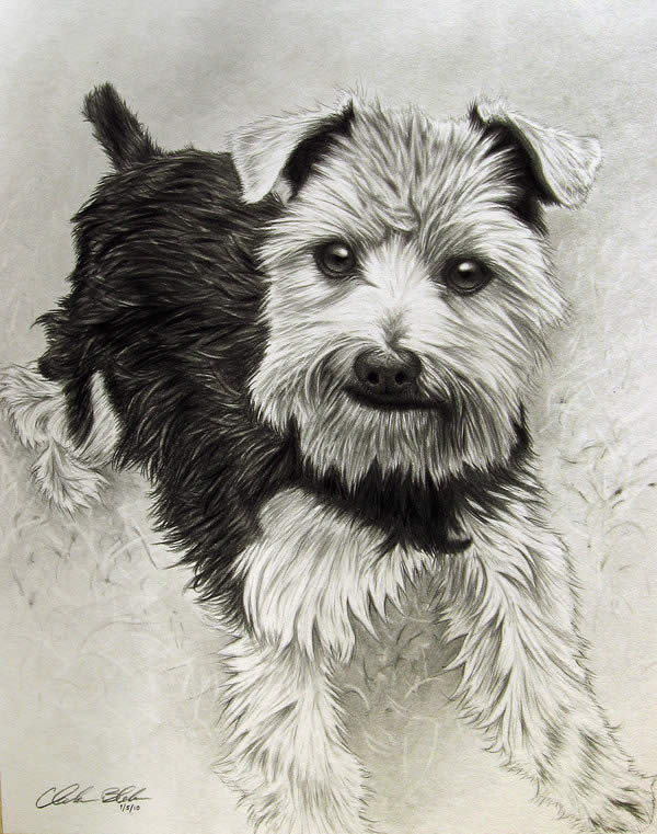 Yorkie