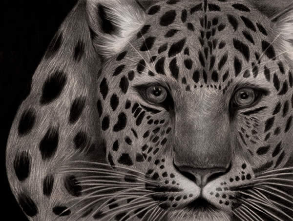 Big Cat