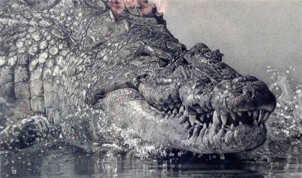 New Nile Croc Pencil Drawing