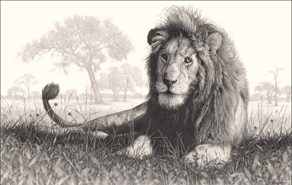 Lion Country - Male Lion