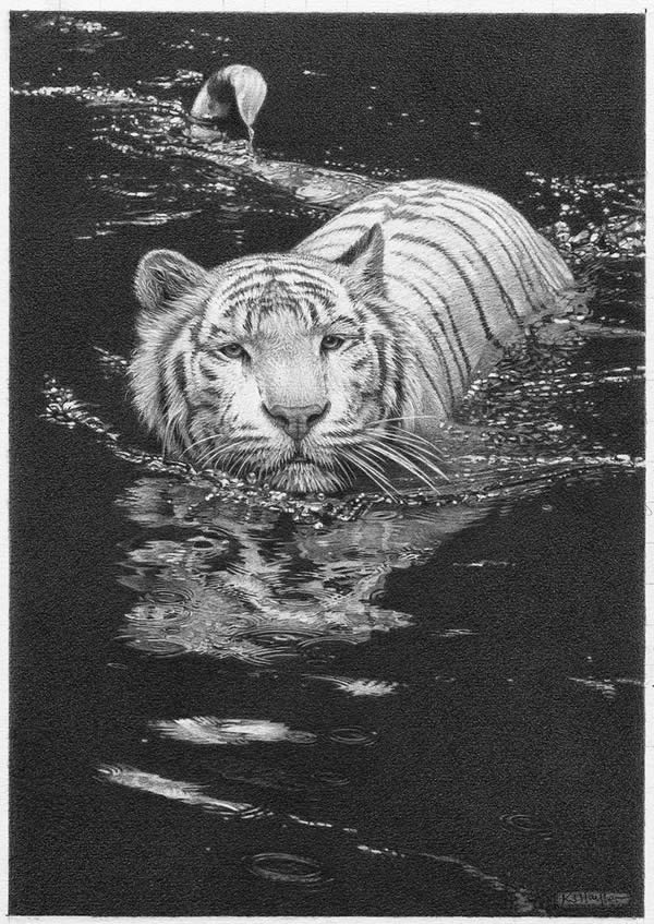 Cool Waters - White Tiger