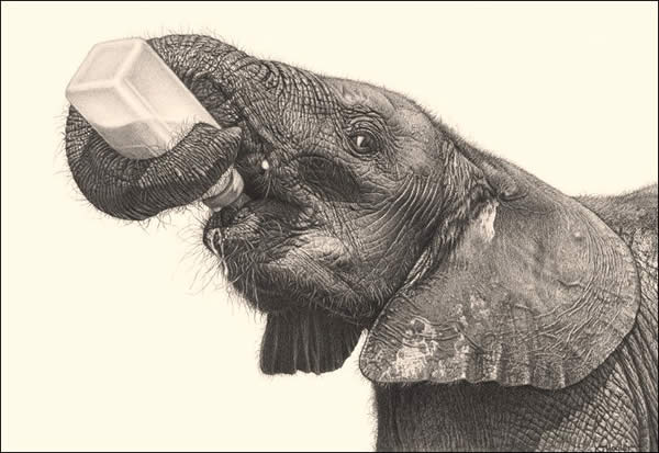 Bottle Fed - African Elephant