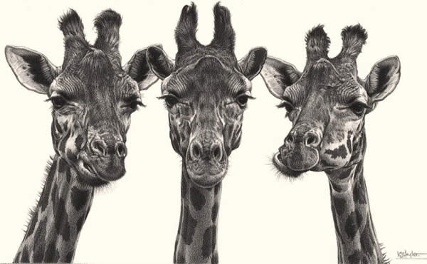 Eyelashes - Giraffes