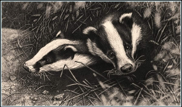 All Clear - Badgers