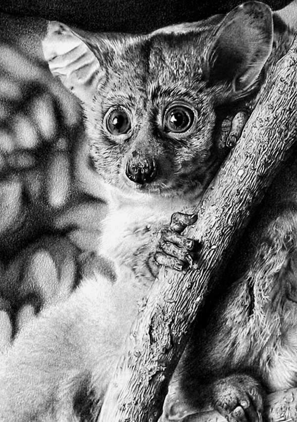 Bush Babies Monkey