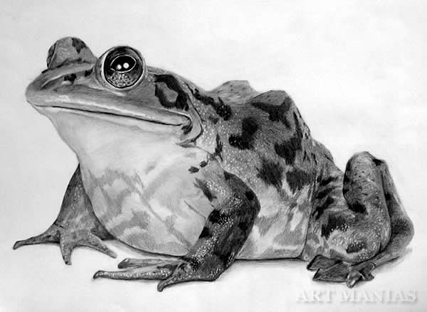 Frog Drawing