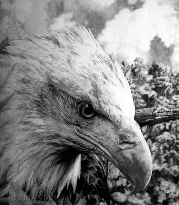 North America Eagle