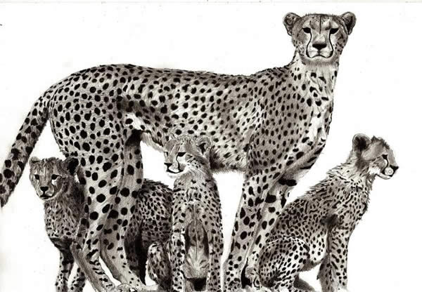 Cheetah