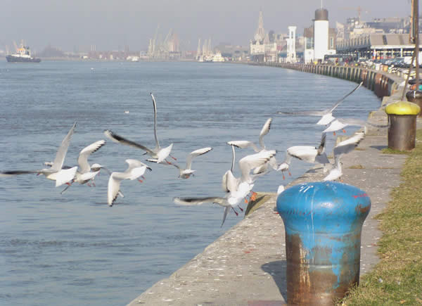 Hitchcock aan de Schelde