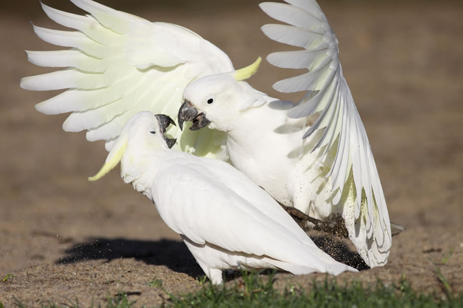 Sulphur-crested Cockatoos