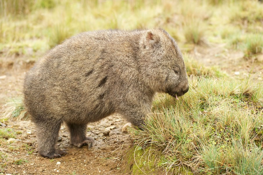 Wombat