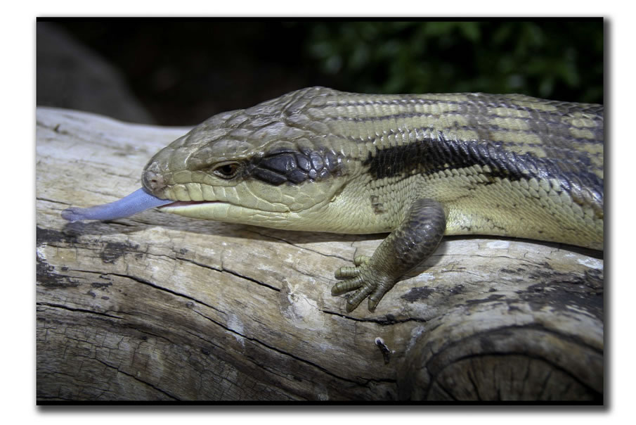 Australian Blue Tongue