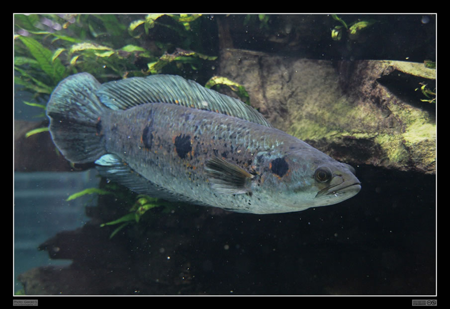 Barramundi