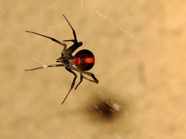 Redback паук