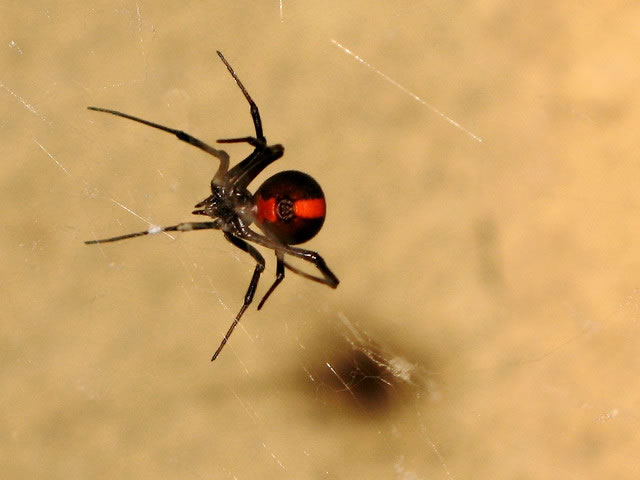 Redback spider