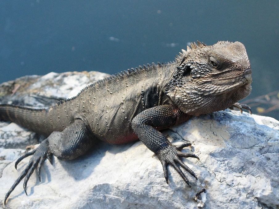 Eastern water dragon on rock