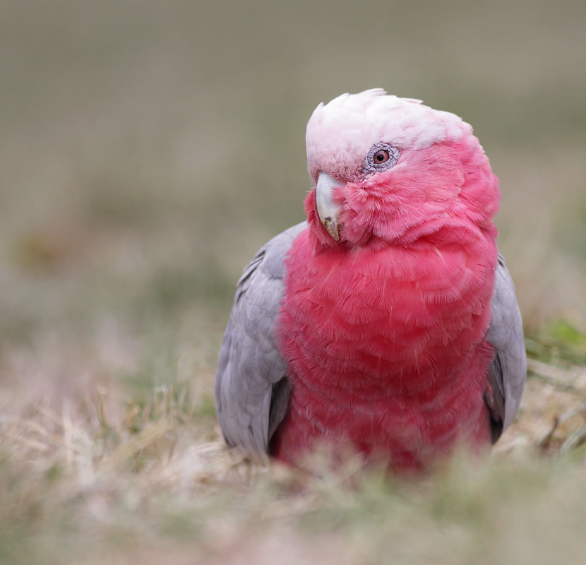 Galah