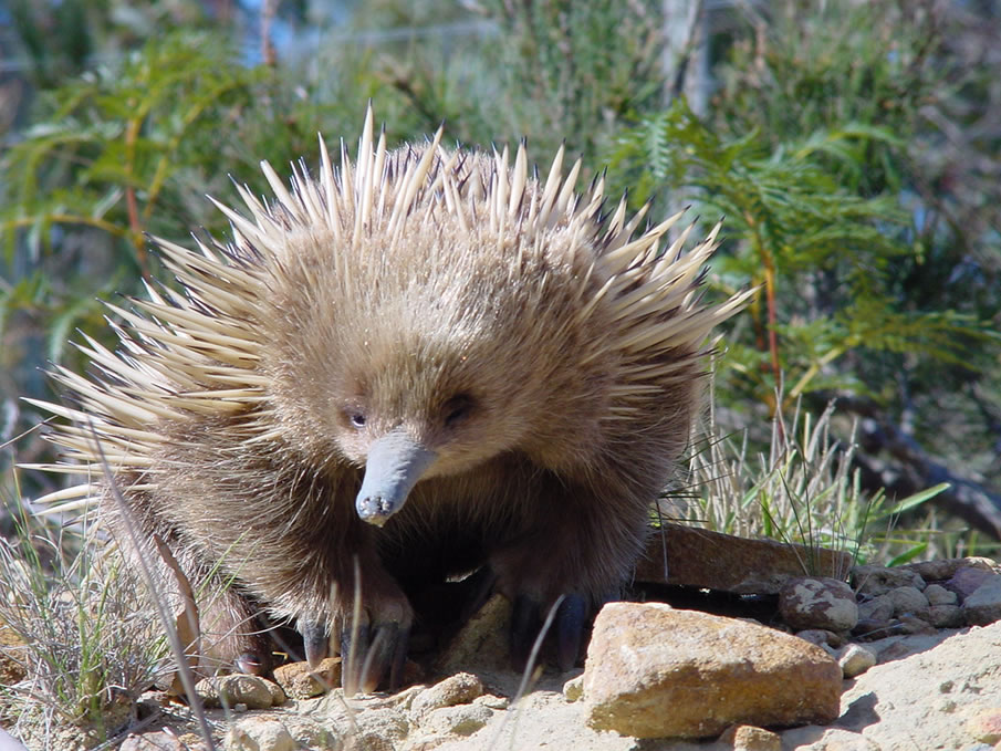 Young Echidna