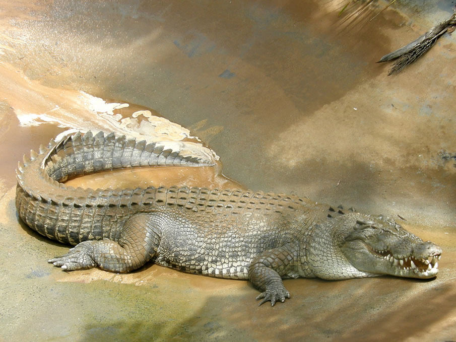 esturine crocodile