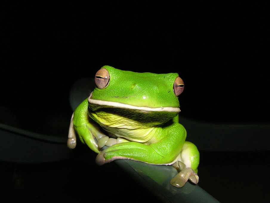 White Lipped Green Tree Frog