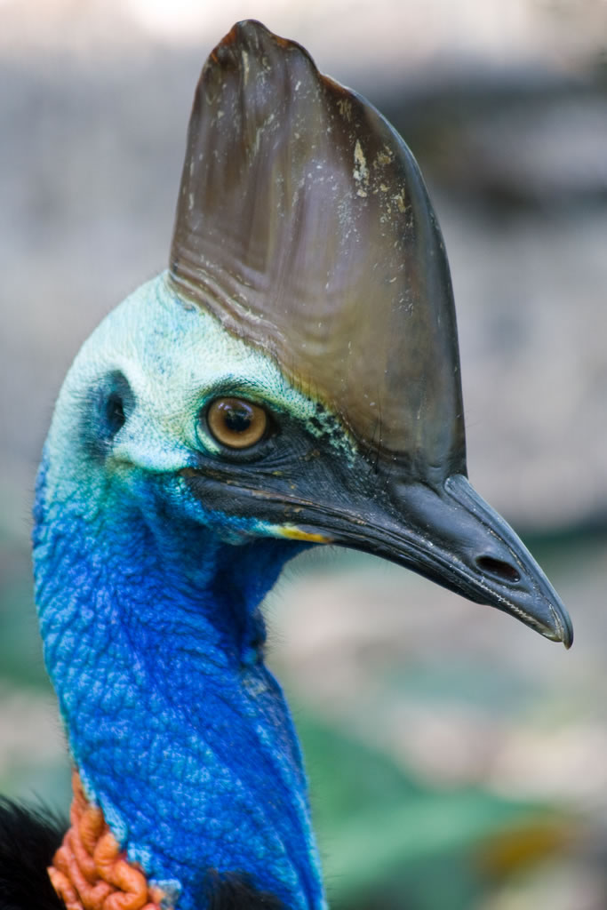 Southern Cassowary