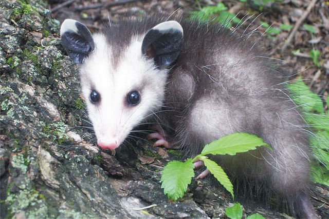 possum