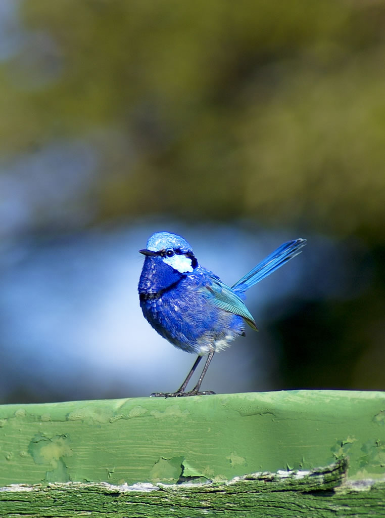 splendid fairy wren