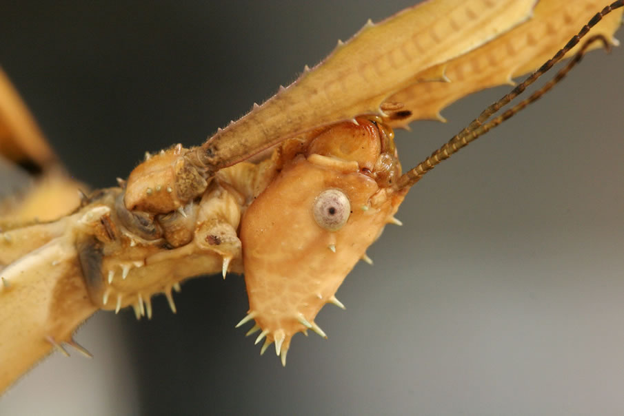 Australian Leaf Insect