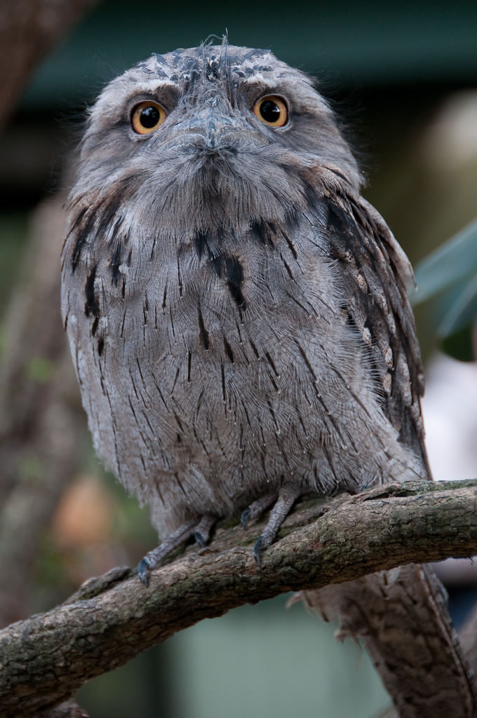 Frogmouth Owl
