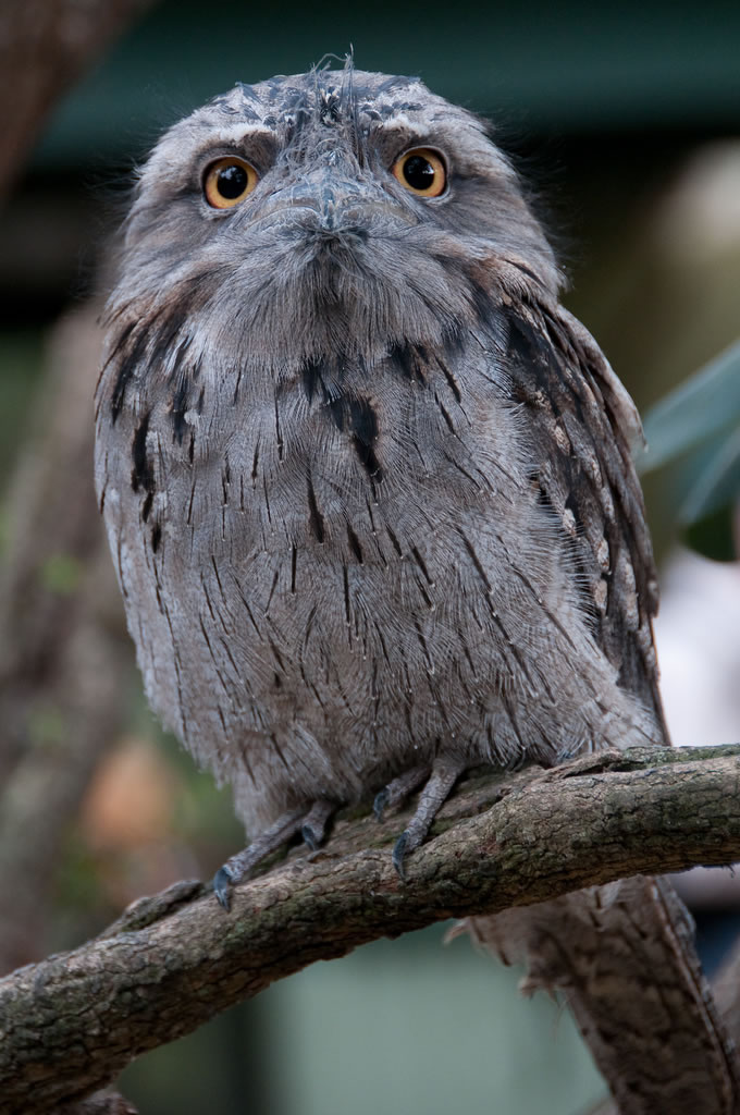 Frogmouth Сова