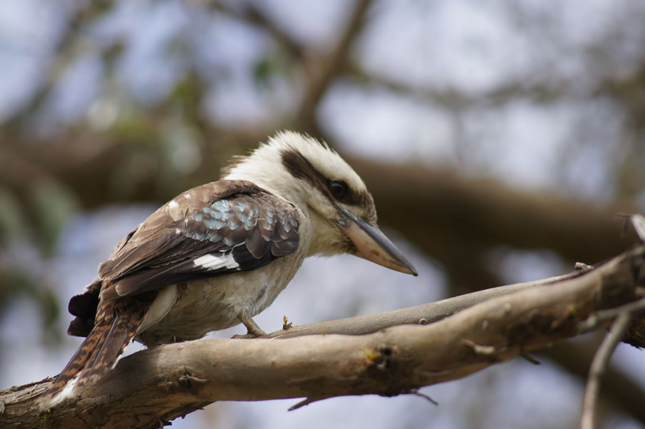 Kookaburra