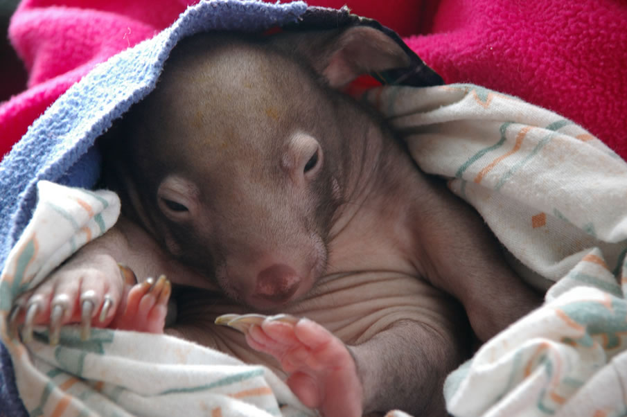 Meet Winifred - an 8 week old wombat