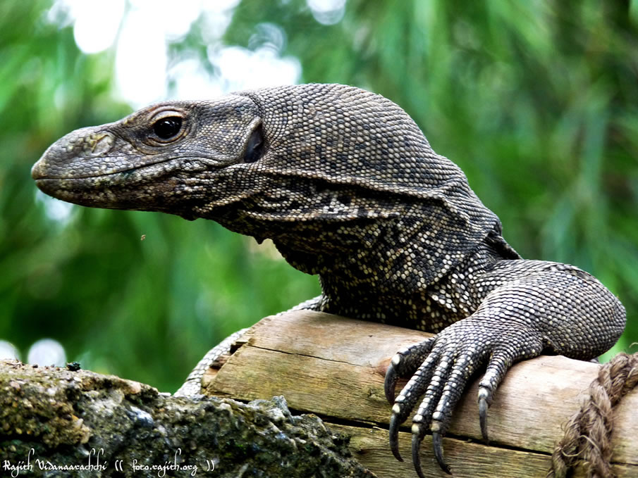 The Monitor Lizard