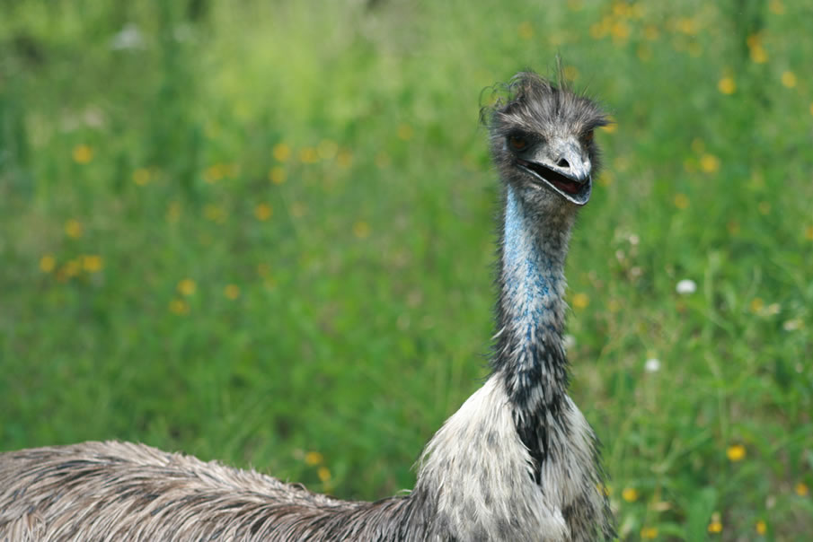 Emu