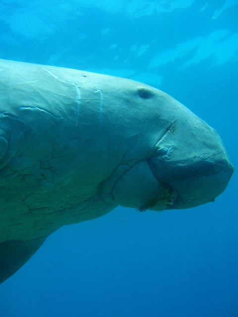 Dugong