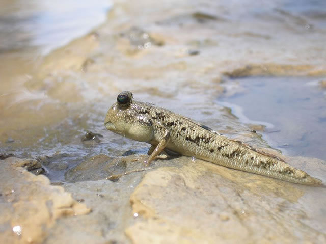 Mud Skipper