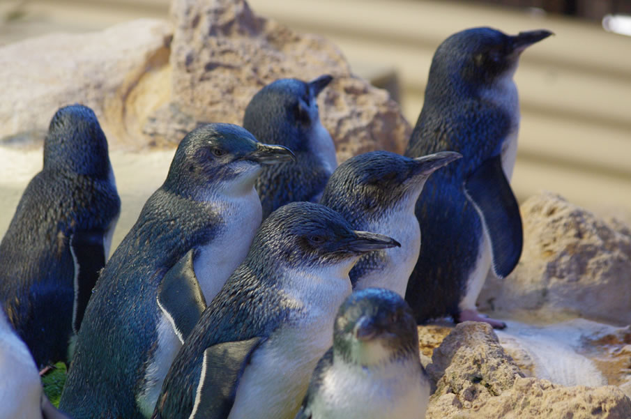 Малых пингвинов