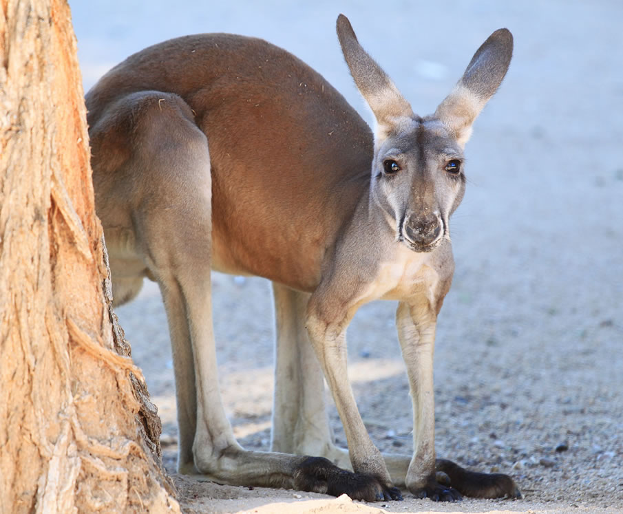 red kangaroo